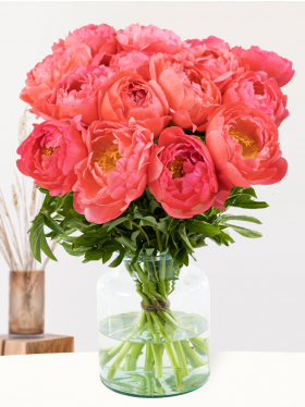 Apricot-Pinke Pfingstrosen Apricot-Pinke