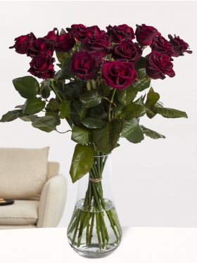 20 Dunkelrote Rosen - Black Baccara 20