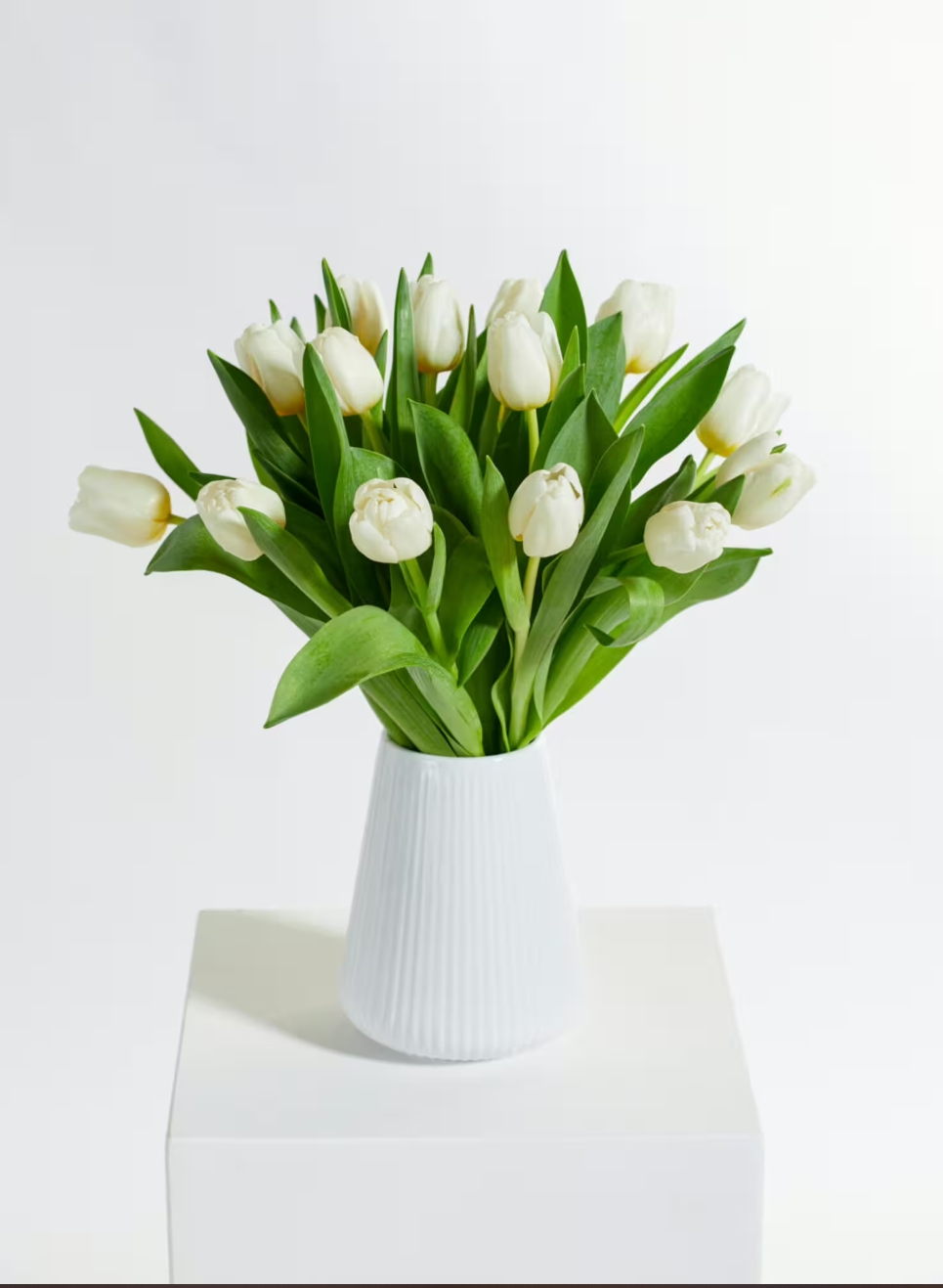 White Tulips White