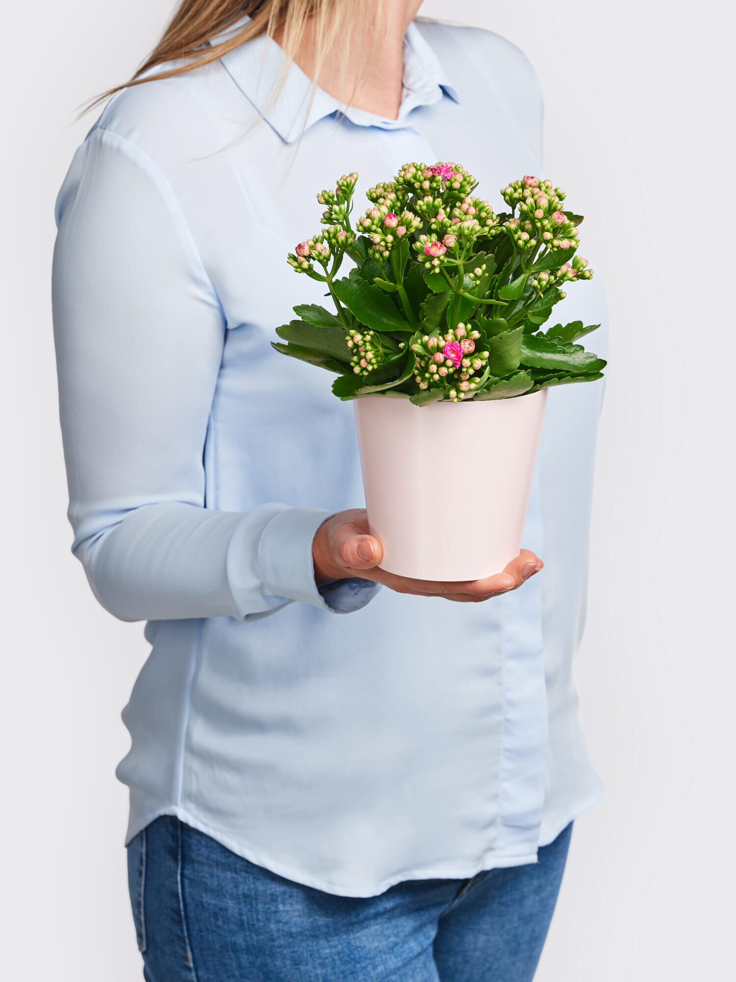 Kalanchoe 'Lucky' Kalanchoe