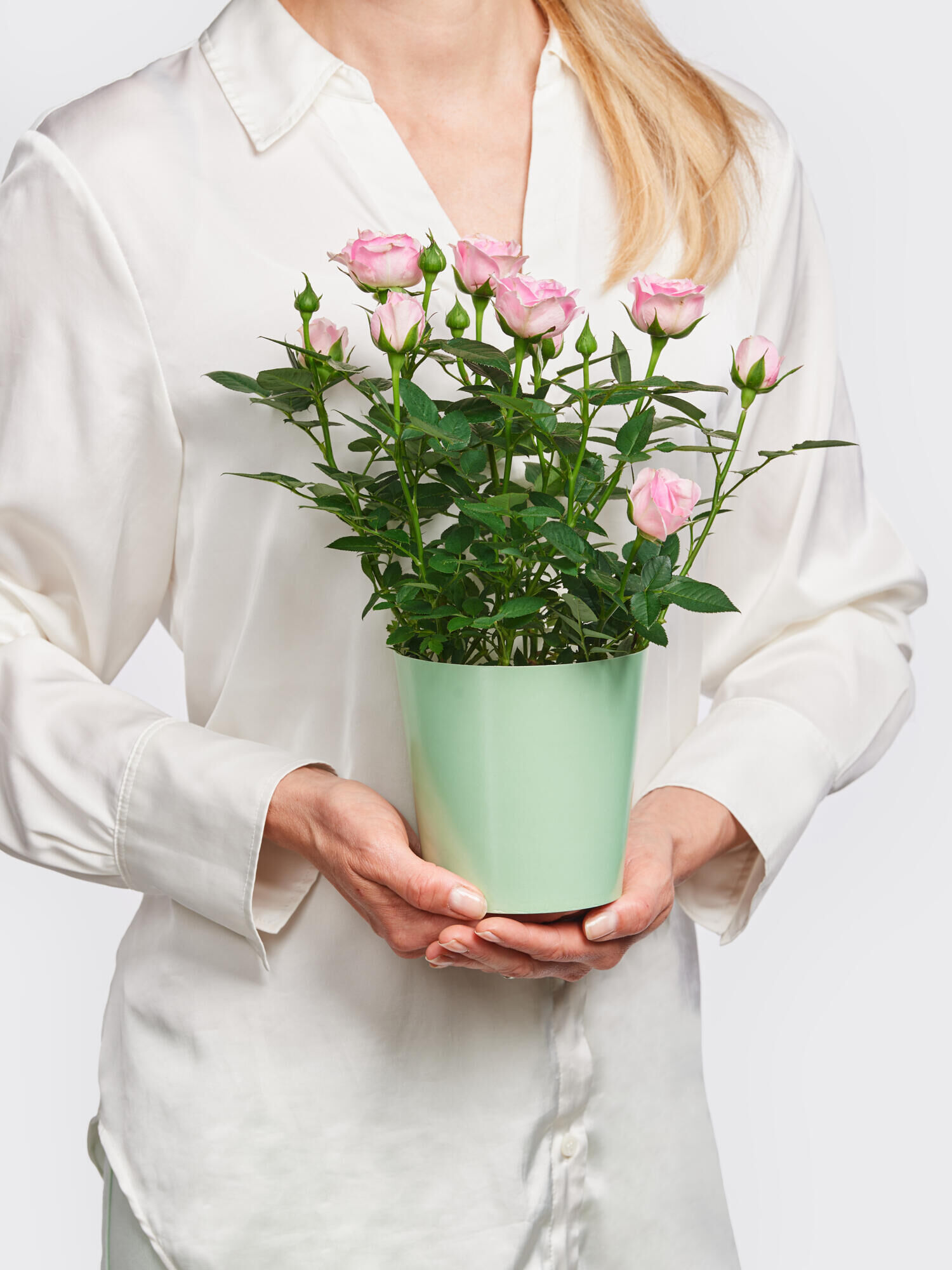 Pot Rose 'Charming' Pot