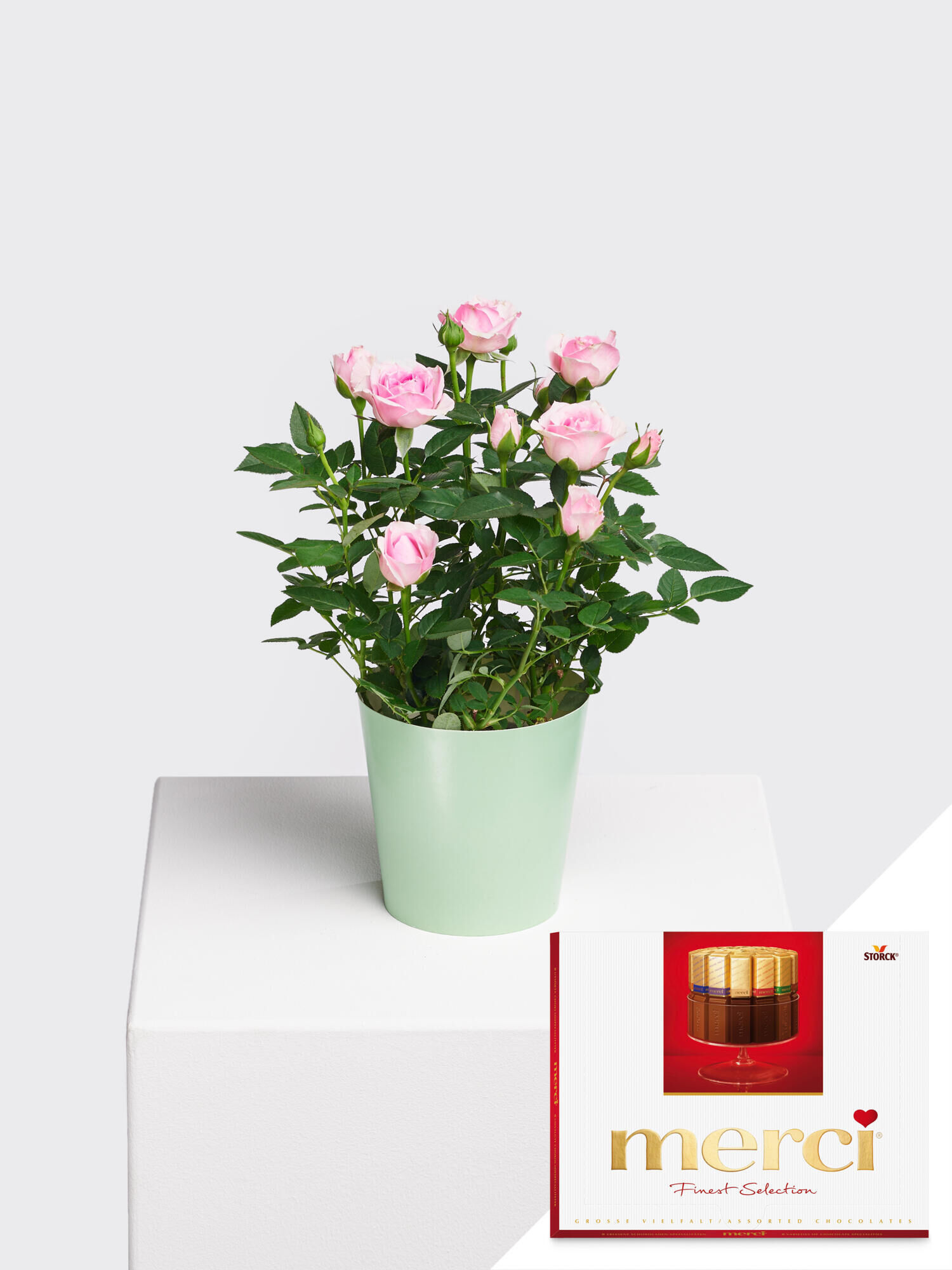 Pot rose "Charming" with Merci Pot