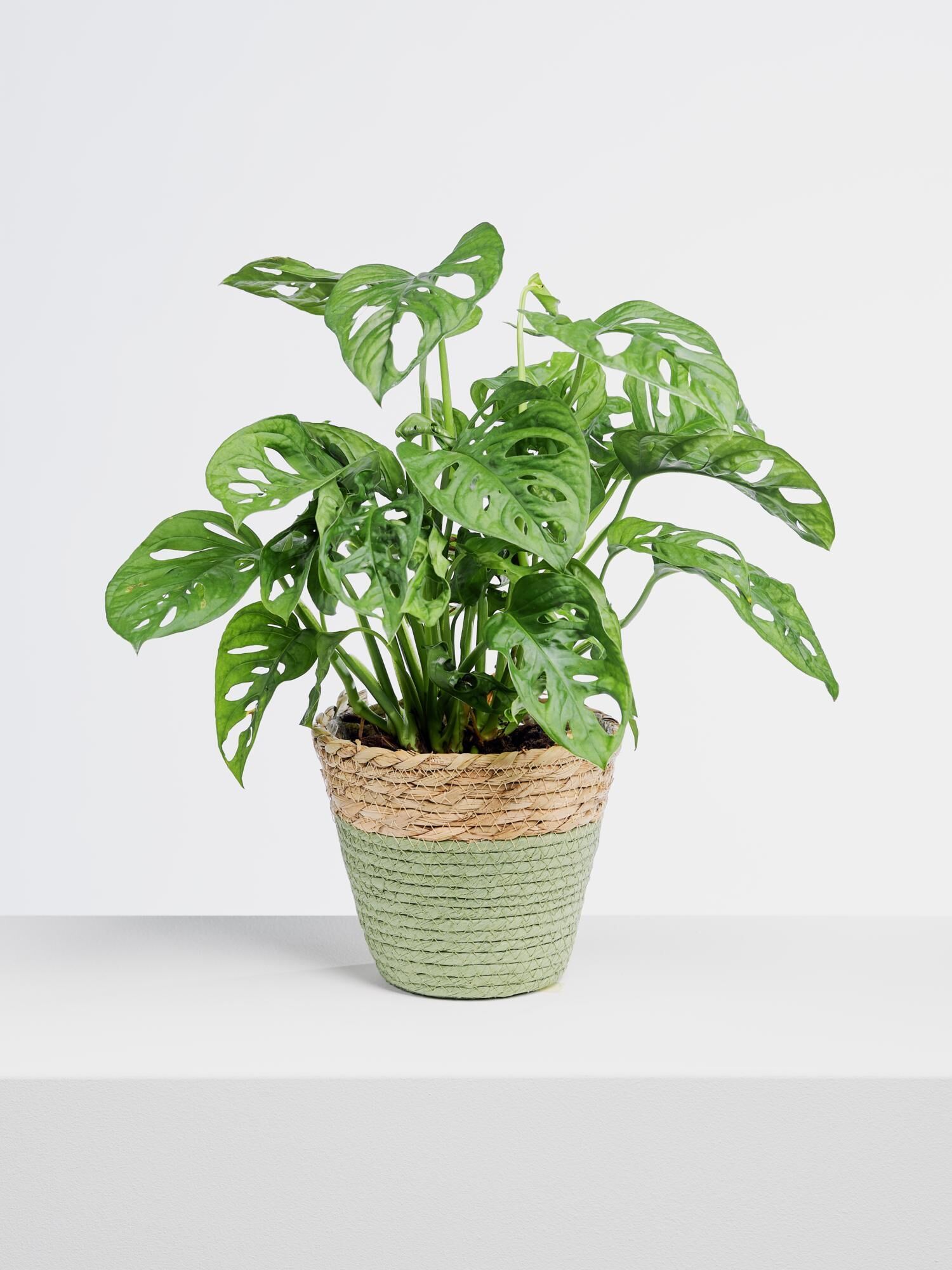 Monstera Monkey Leaf Monstera