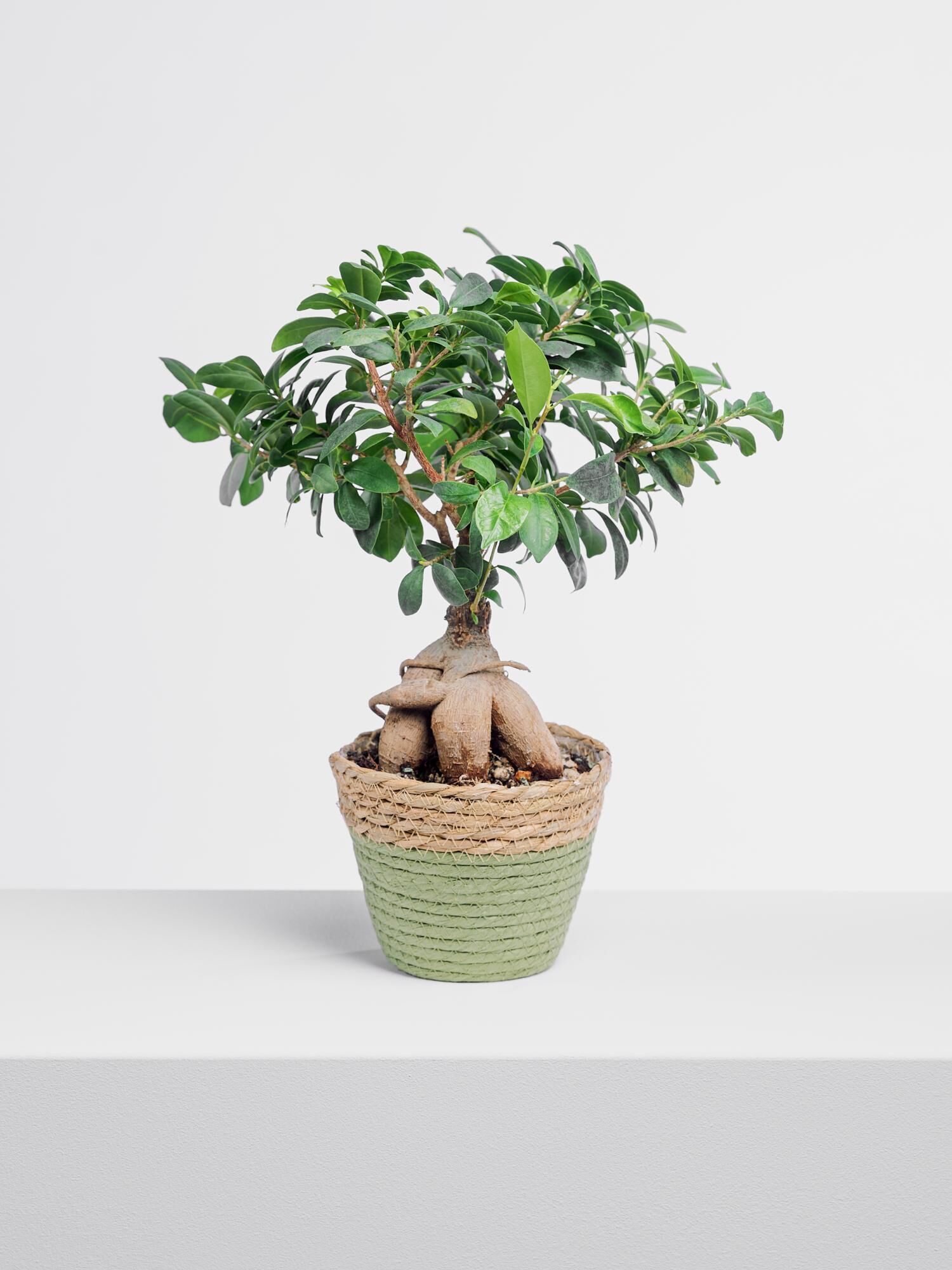 Ficus Green Asia Ficus