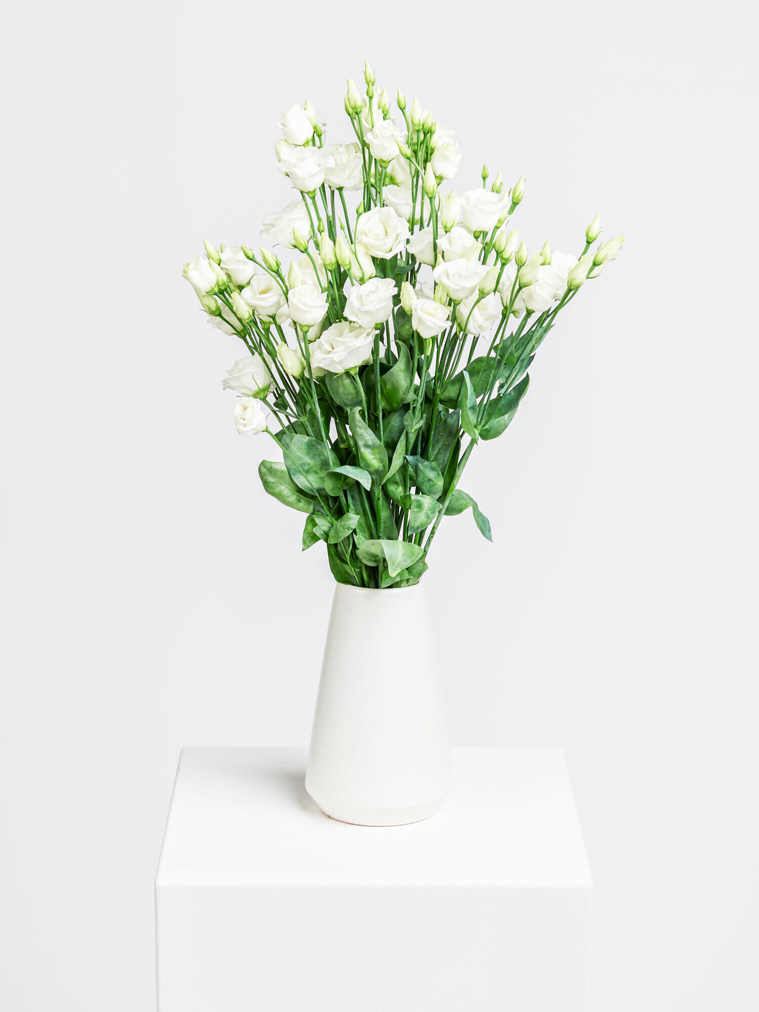 Lisianthus weiß Lisianthus