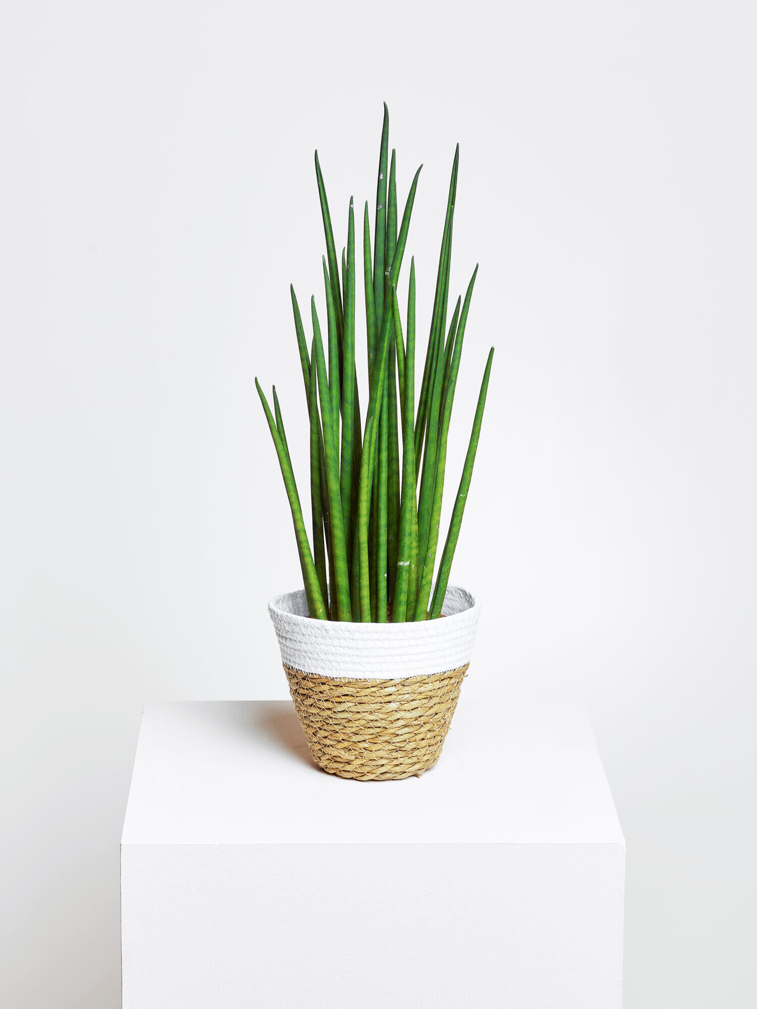 Sansevieria Sansevieriae"