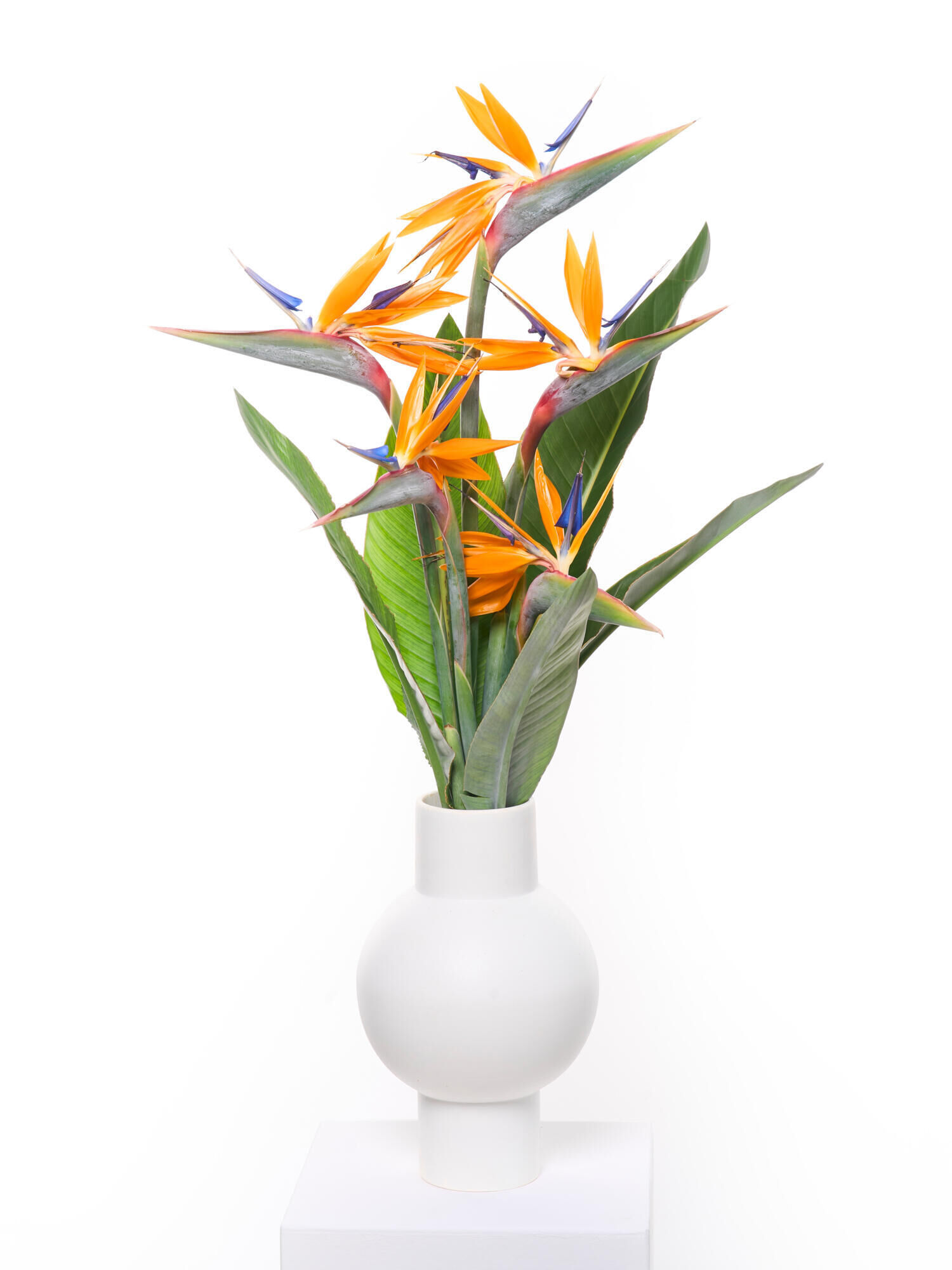 Bird of Paradise Bird