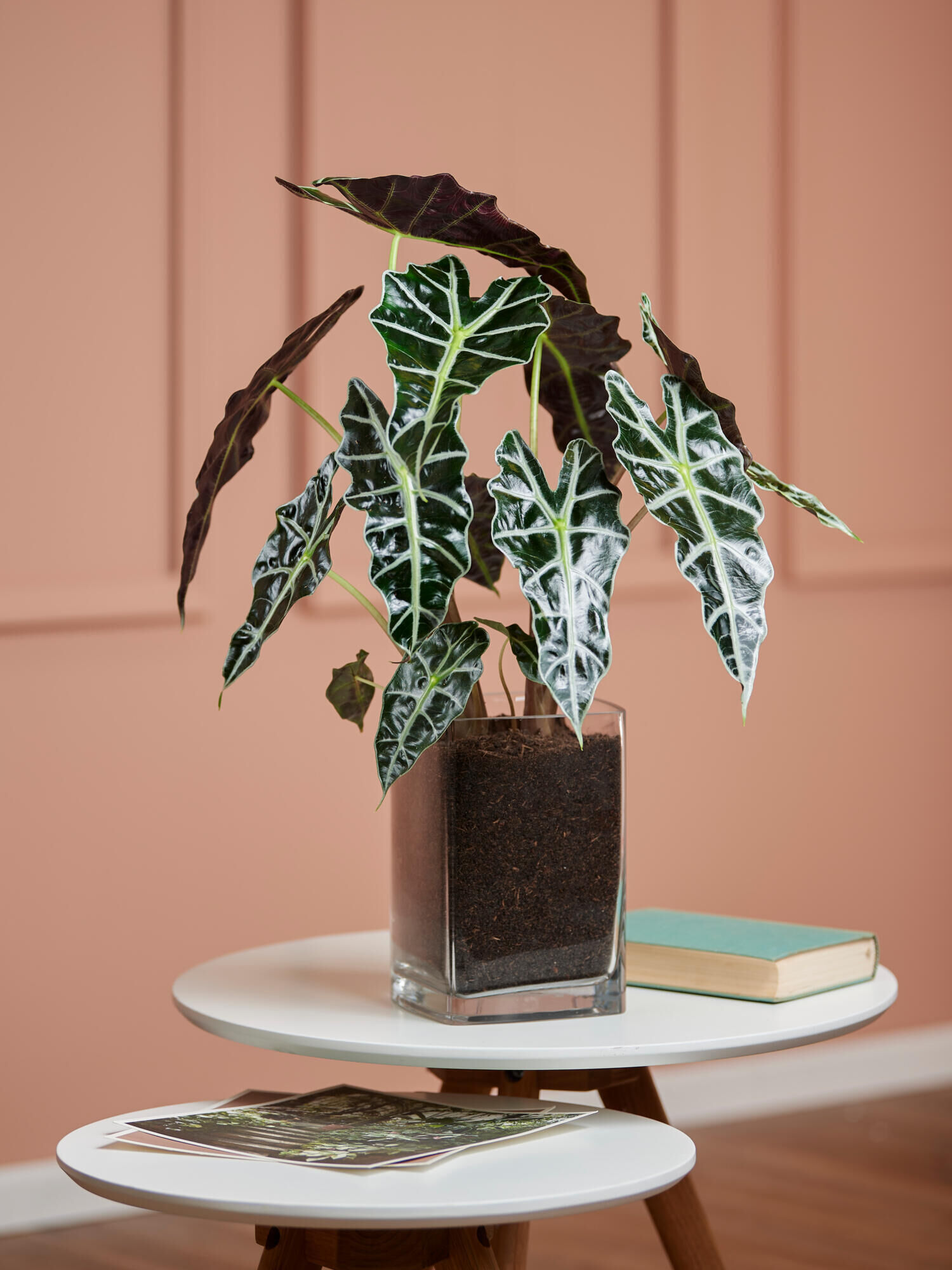 Alocasia Polly in Vase Alocasia