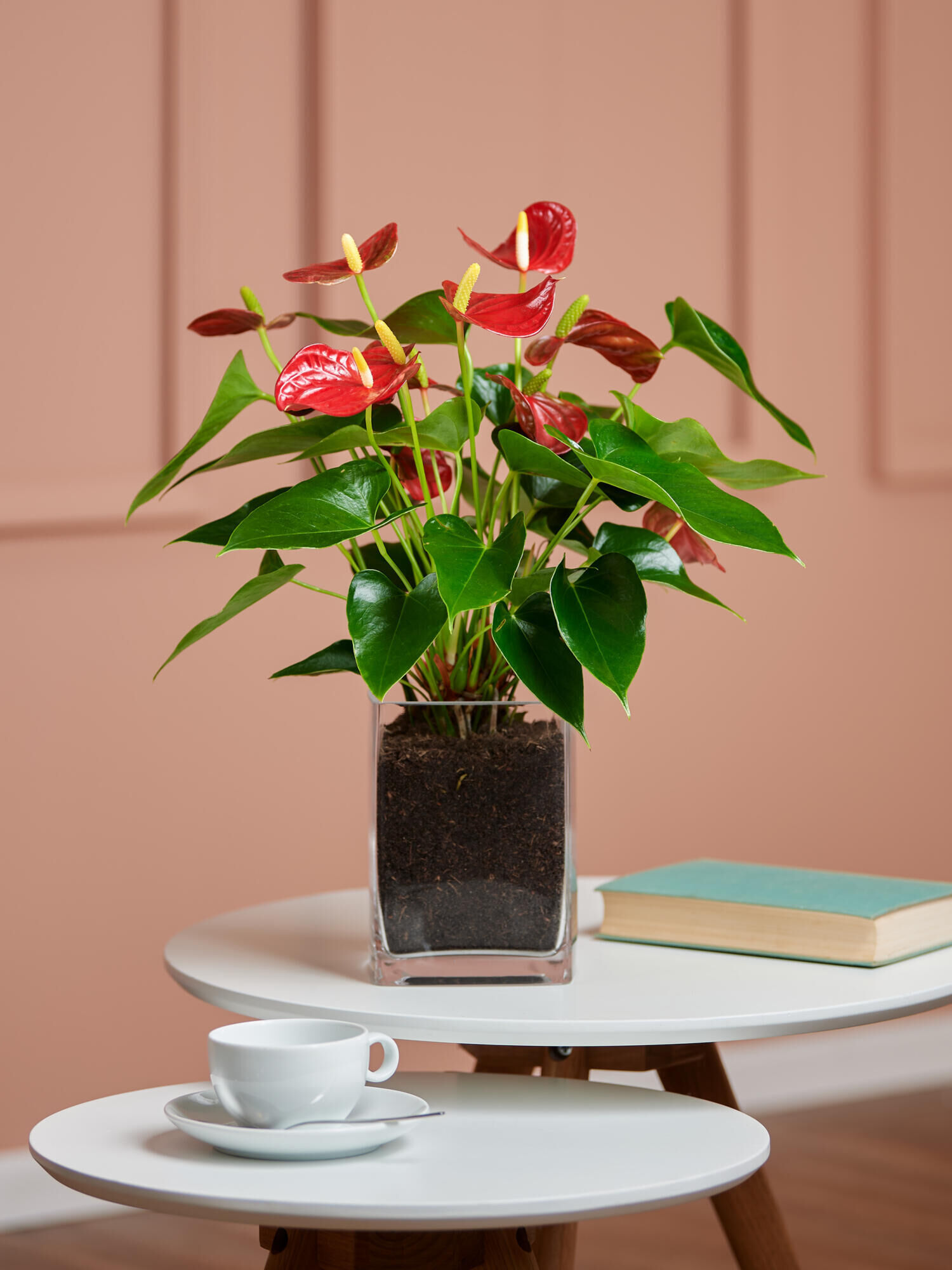 Rote Flamingoblume in Vase Rote