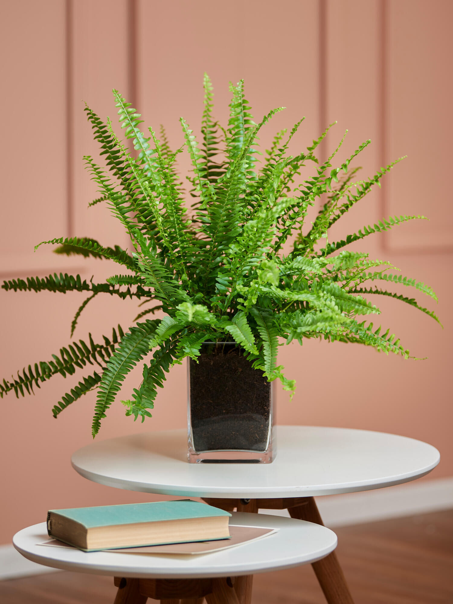 Schwertfarn in Vase Schwertfarn in Vase