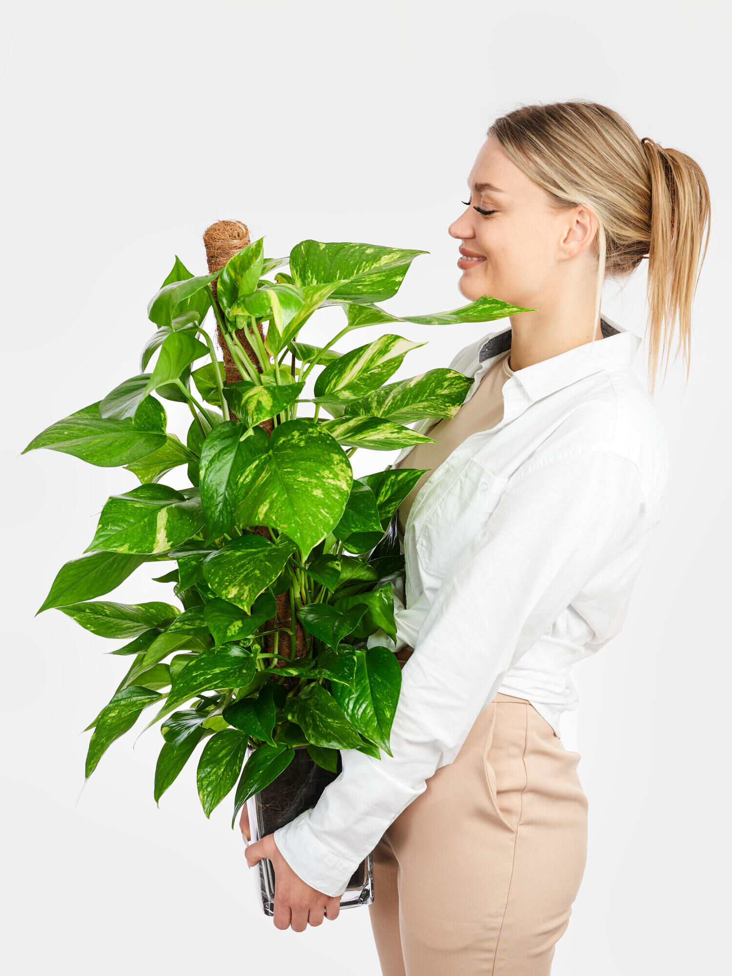 Efeutute am Kokosstab in Vase Efeutute