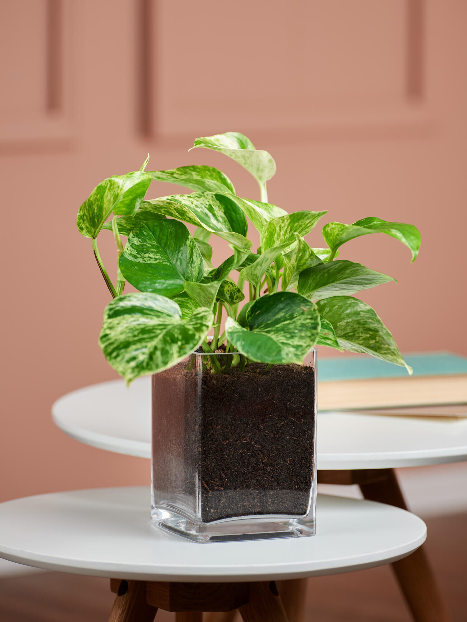 Efeutute in Vase Efeutute