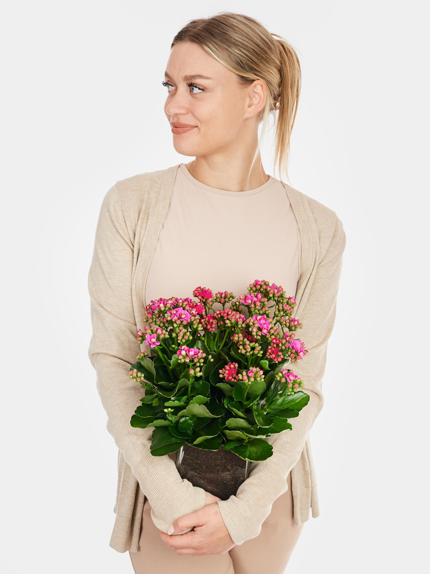 Flammendes Käthchen in Vase Flammendes
