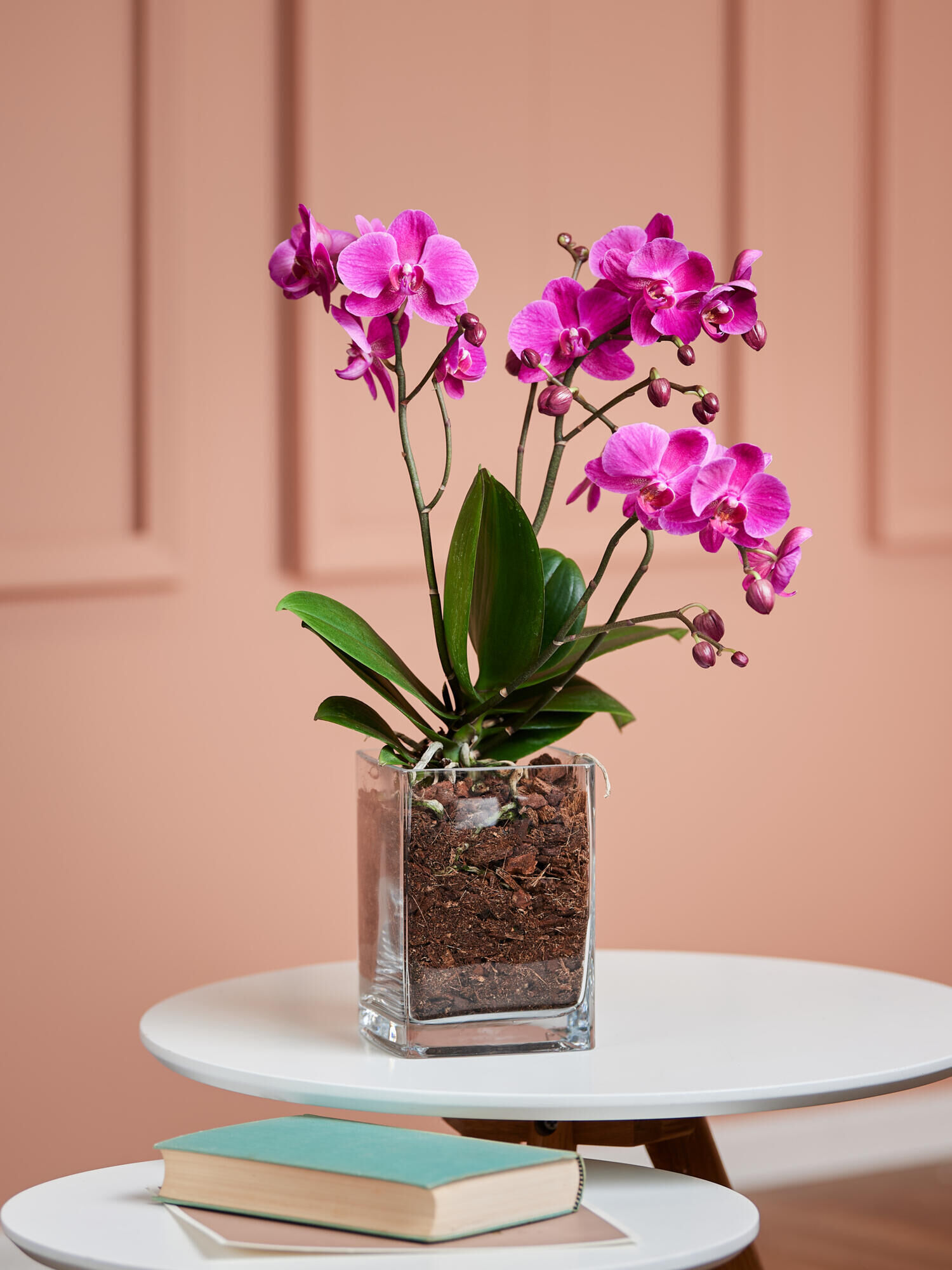 Pinke Orchidee in Vase Pinke