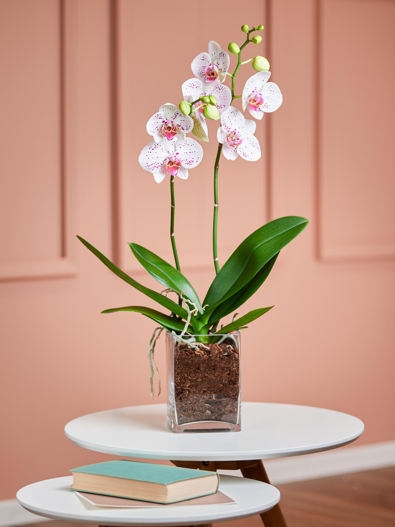 Weiß-pinke Orchidee in Vase Weiß-pinke