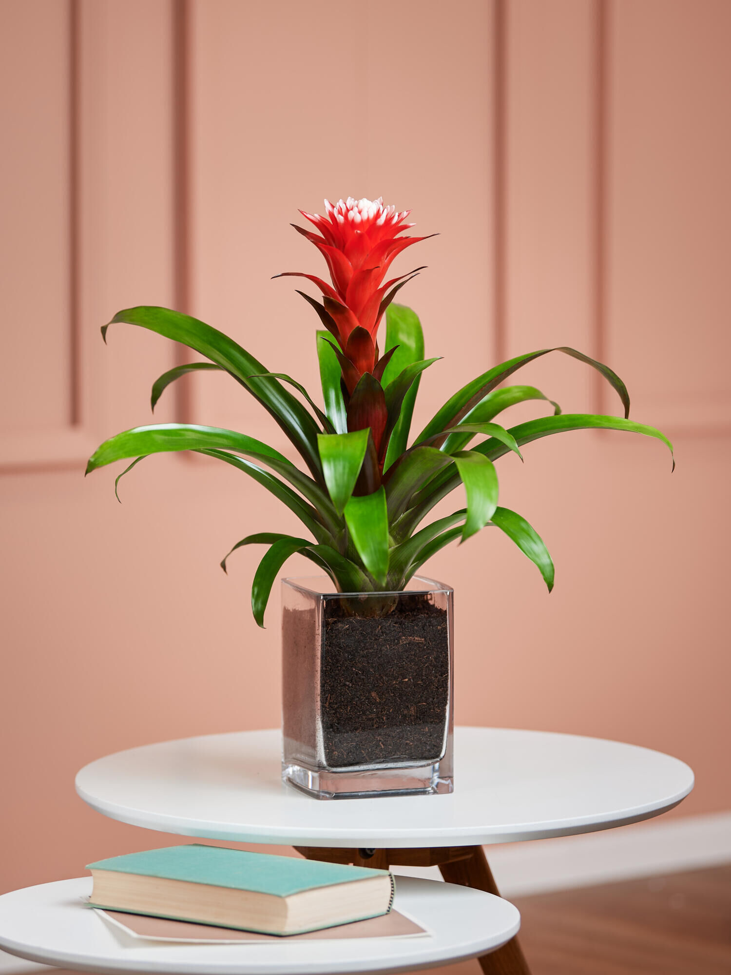 Rote Guzmania in Vase Rote