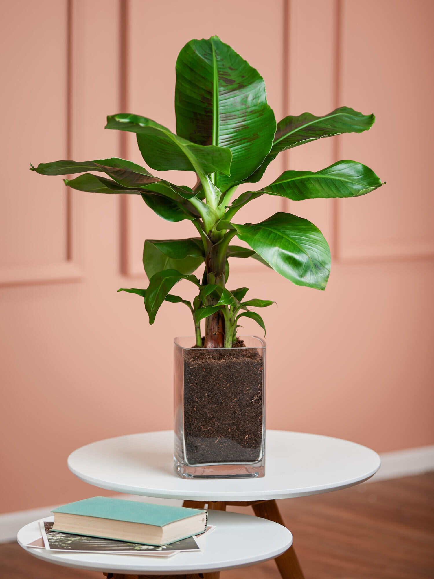 Zierbanane in Vase Zierbanane