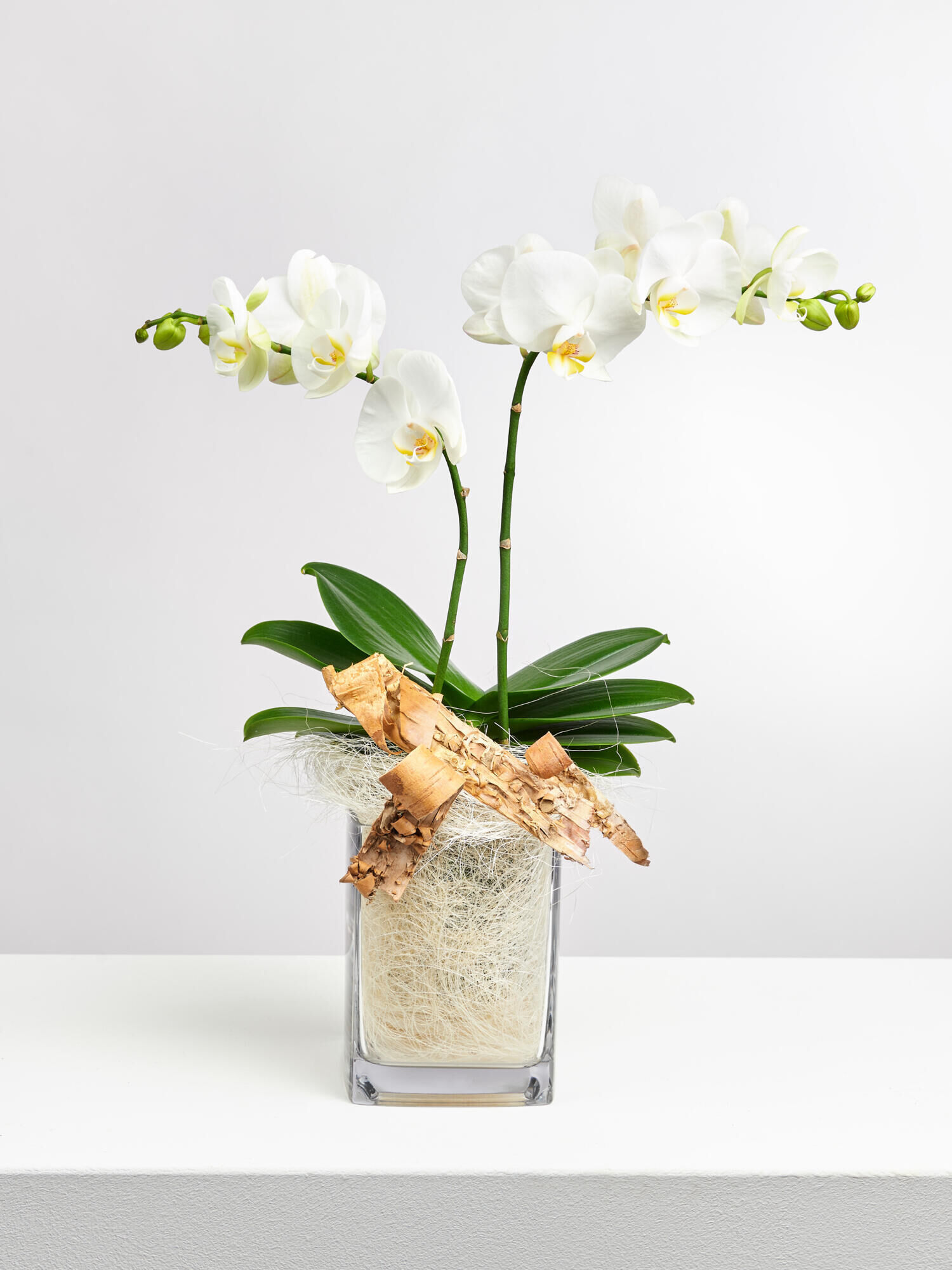 Weiße Orchidee in Vase mit Flachs Weiße