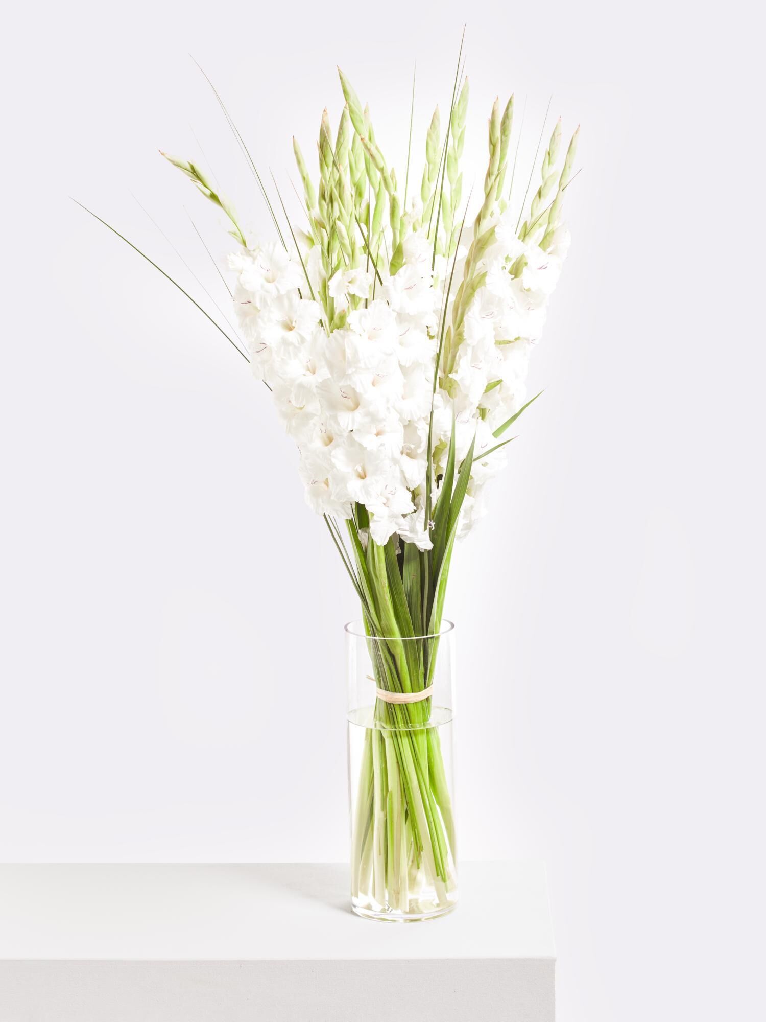 White Summer White