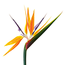 Exotische Blumensträuße und Pflanzen Strelitzie