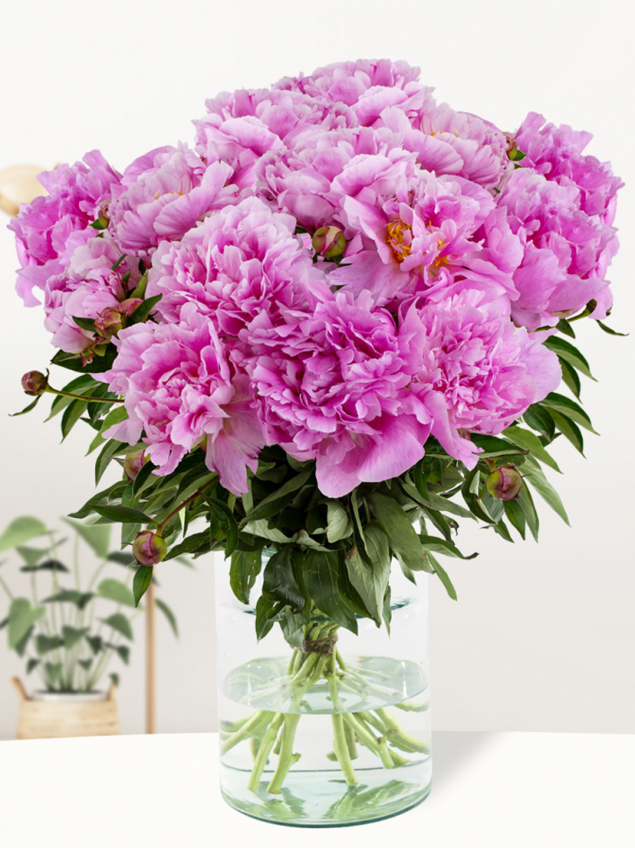 Pinke Pfingstrosen - Dr. Fleming Pinke Pfingstrosen - Dr. Fleming