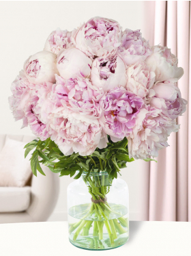 Rosa Pfingstrosen - Sarah Bernhardt Rosa