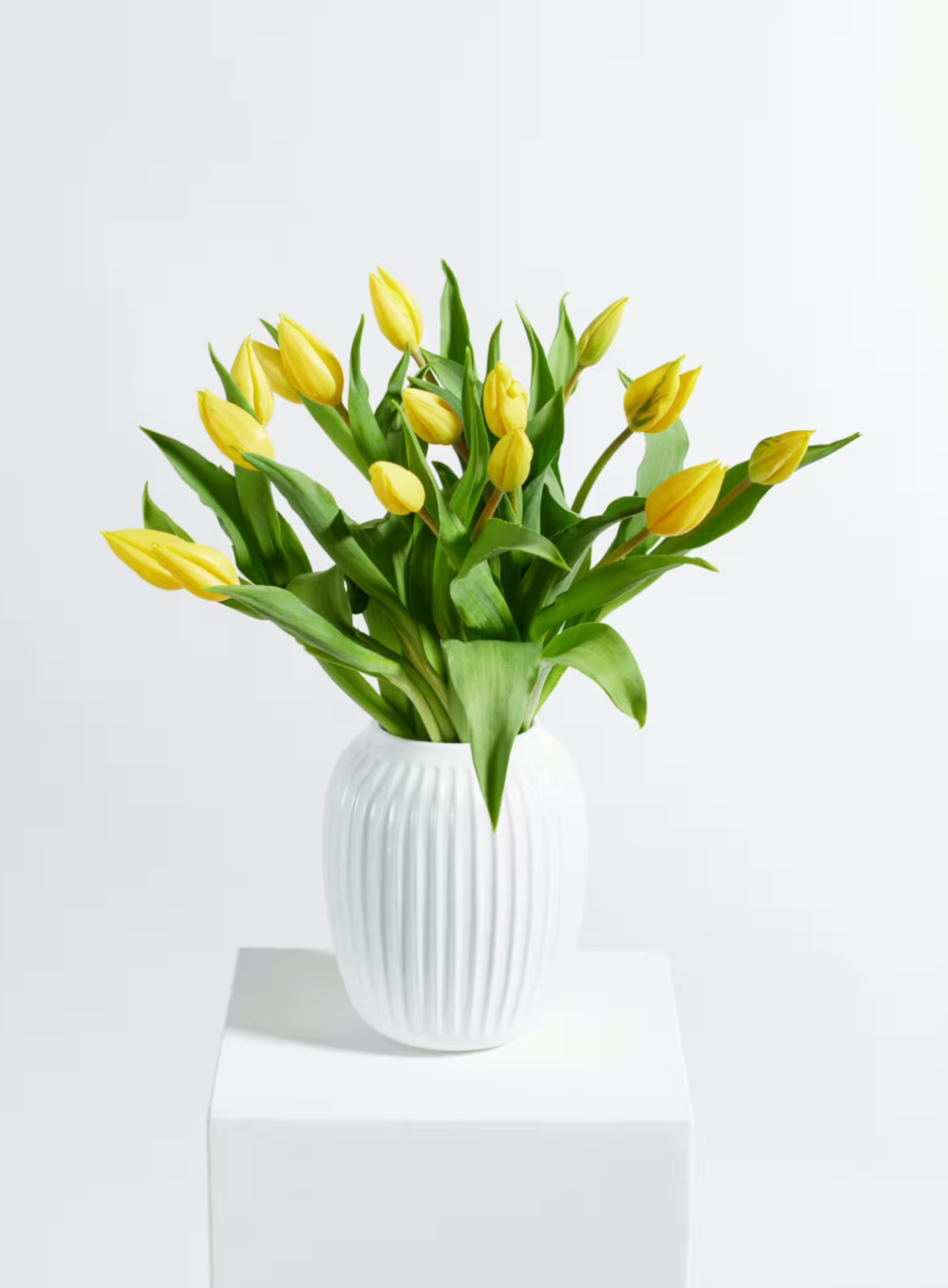 Yellow Tulips Yellow