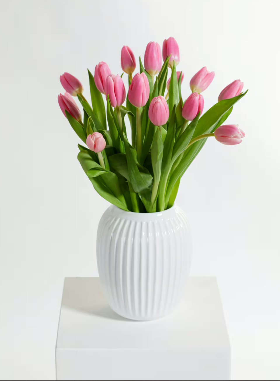 Pink Tulips Pink