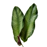 Fleurop Pflanzen Planzen Icon